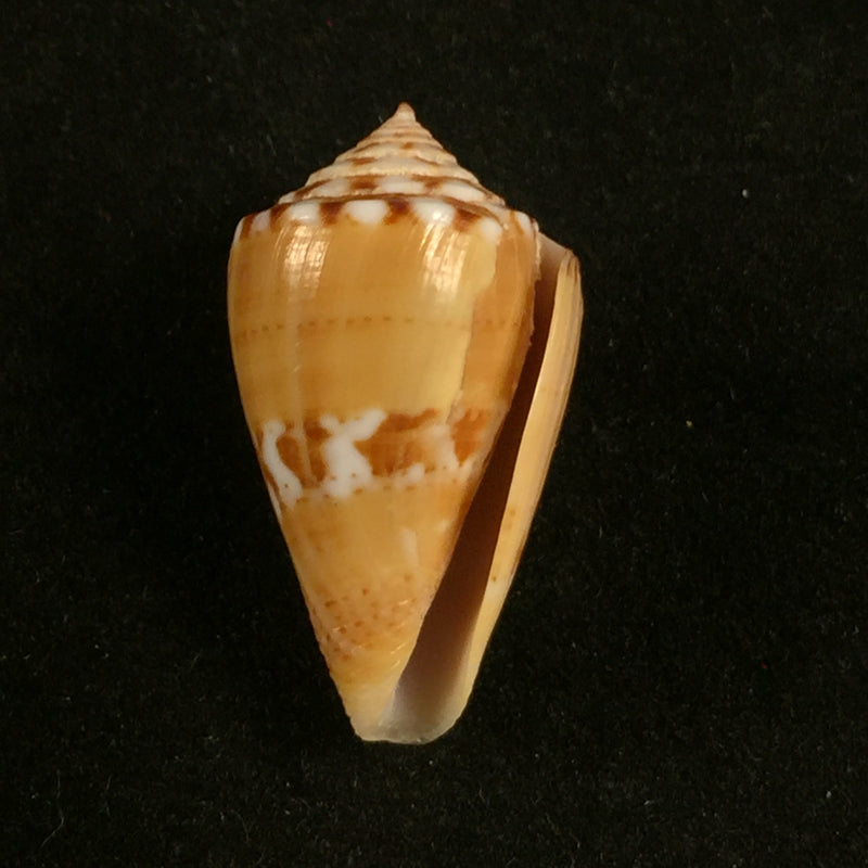 Conus mauricioi Coltro, 2004 - 23,4mm