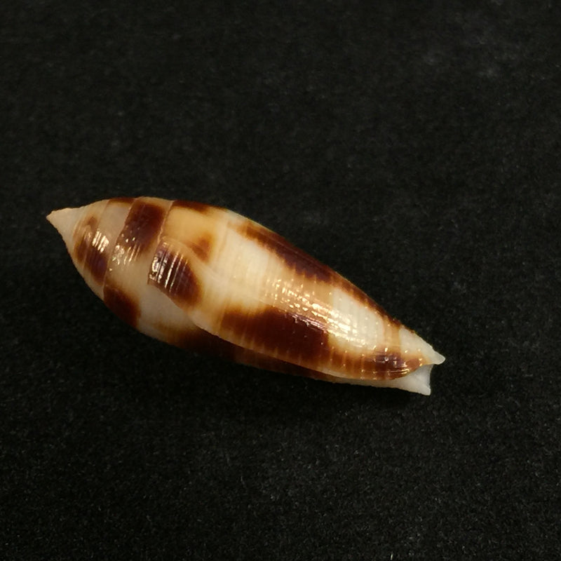 Conus mitratus Hwass, 1792 - 23,6mm