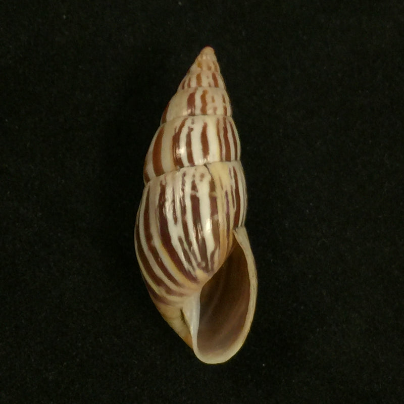 Drymaeus scitulus cochambalensis Weyrauch, 1916