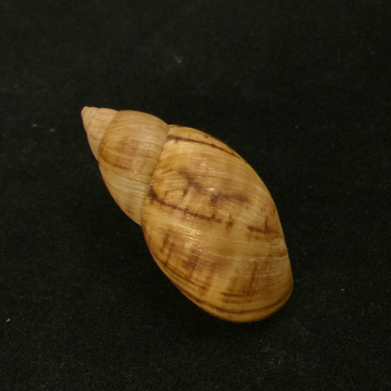 Plectostylus chilensis (Lesson, 1826) - 35,6mm