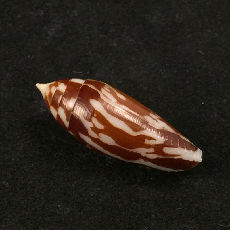 Conus cylindraceus Broderip & Sowerby, 1830 - 23,2mm