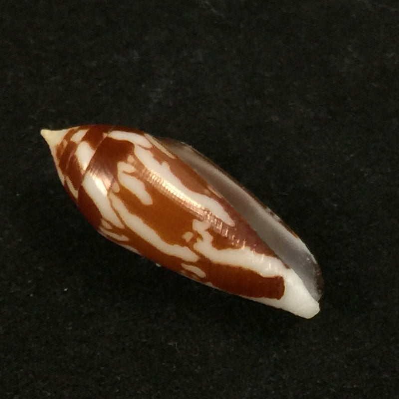 Conus cylindraceus Broderip & Sowerby, 1830 - 23,2mm