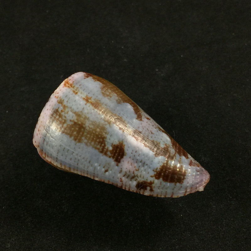 Conus purpurascens Sowerby, 1833 - 40,7mm