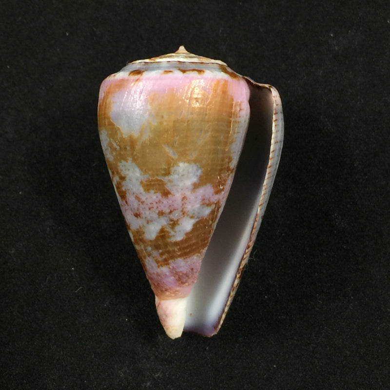 Conus purpurascens Sowerby, 1833 - 40,7mm