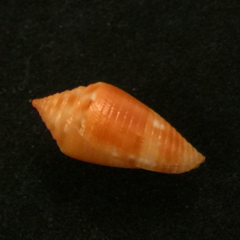 Conasprella damasoi Gray, 1839 - 16,1mm