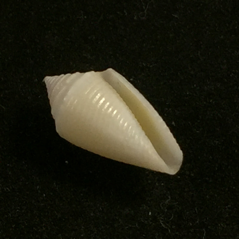 Conasprella pomponeti (Petuch & R. F. Myers, 2014) - 13,6mm