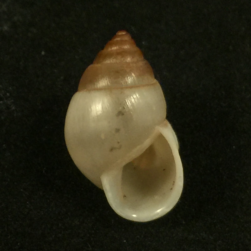 Rhinus ovulum (Reeve, 1849) - 19,5mm