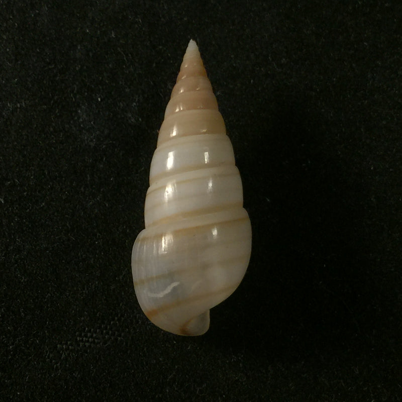 Pyramidella dolabrata (Linnaeus, 1758) - 27,9mm