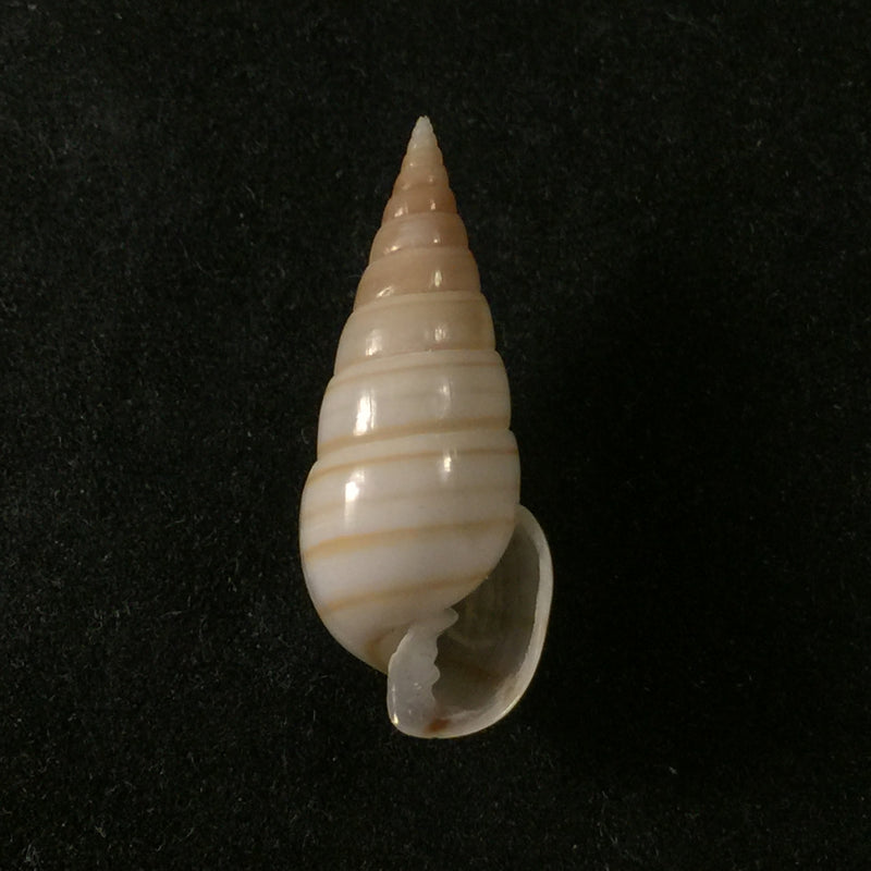 Pyramidella dolabrata (Linnaeus, 1758) - 27,9mm