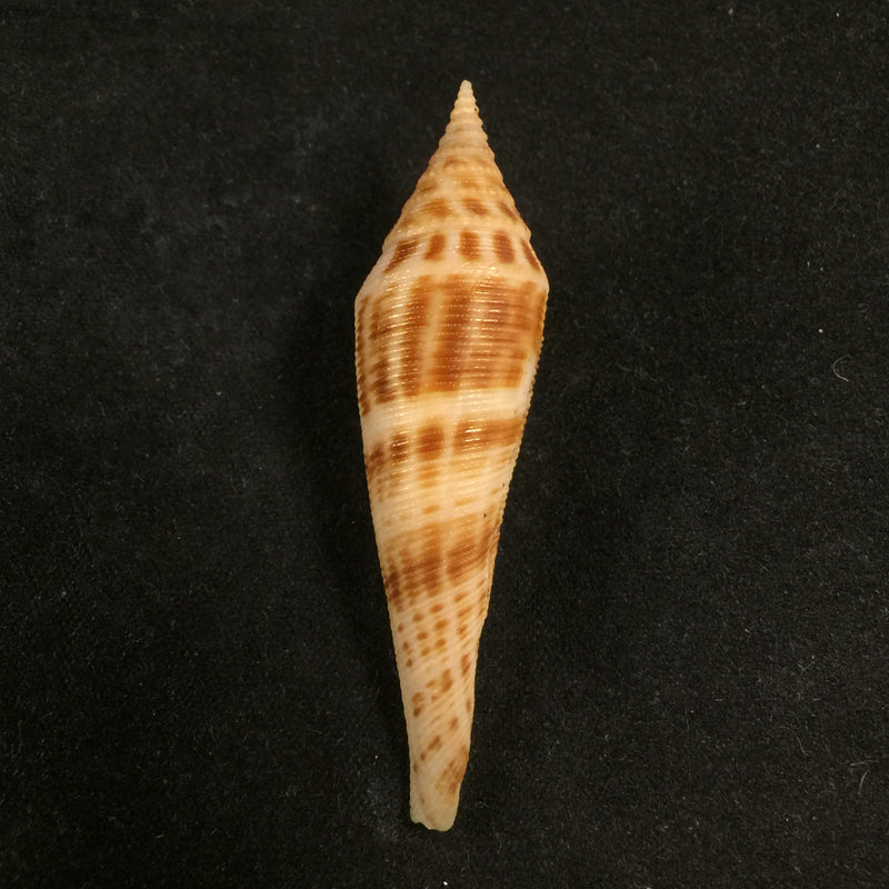Conasprella edpetuchi Monier, L, R & Beschauer, 2015 - 56,1mm