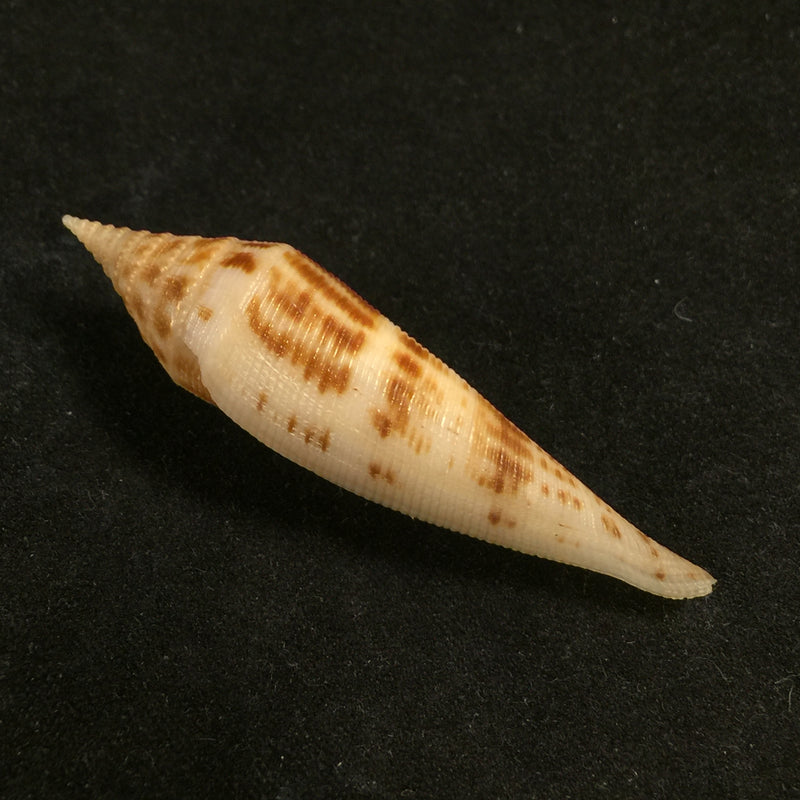 Conasprella edpetuchi Monier, L, R & Beschauer, 2015 - 56,1mm