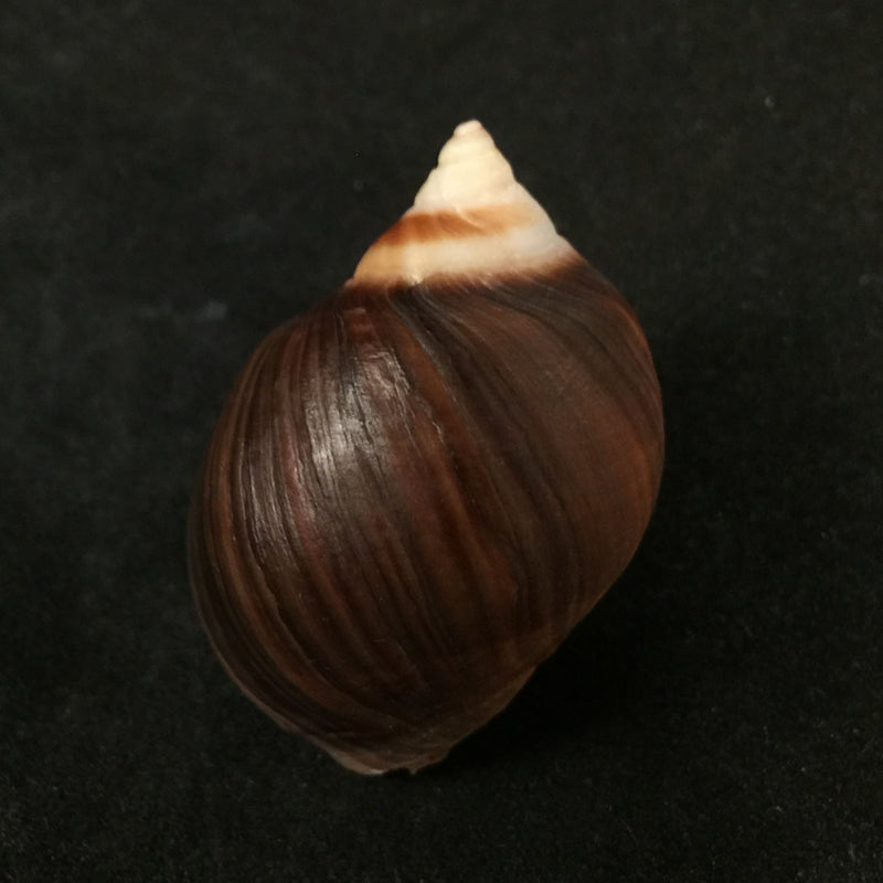 Acanthina monodon (Pallas, 1774) - 38,9mm