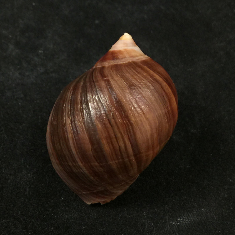 Acanthina monodon (Pallas, 1774) - 37,9mm
