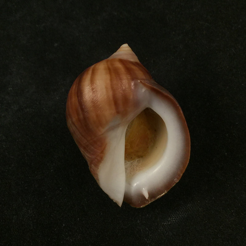 Acanthina monodon (Pallas, 1774) - 37,9mm