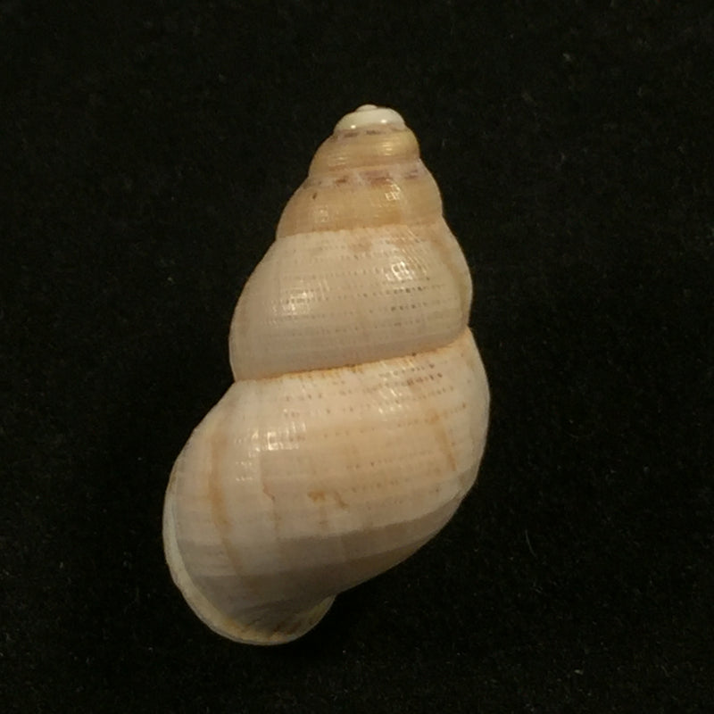 Cyclostoma mauretanucum (Pallary, 1928) - 22,6mm