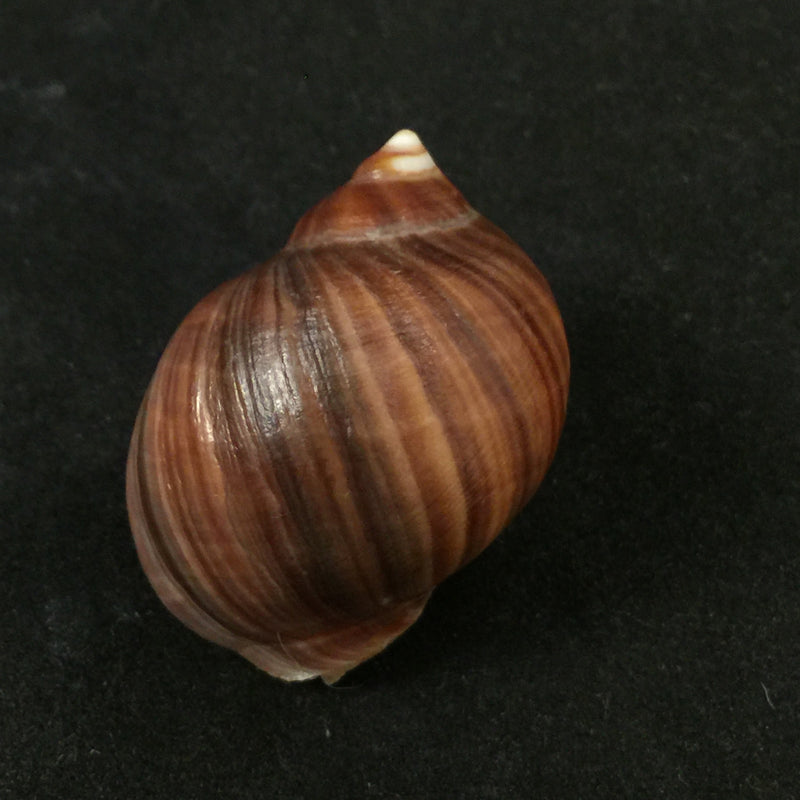 Acanthina monodon (Pallas, 1774) - 37,7mm