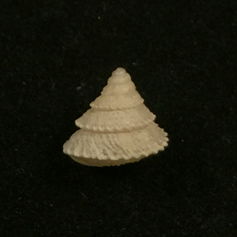 Obelus pumilio (Dillwyn, 1817) - 7,8mm