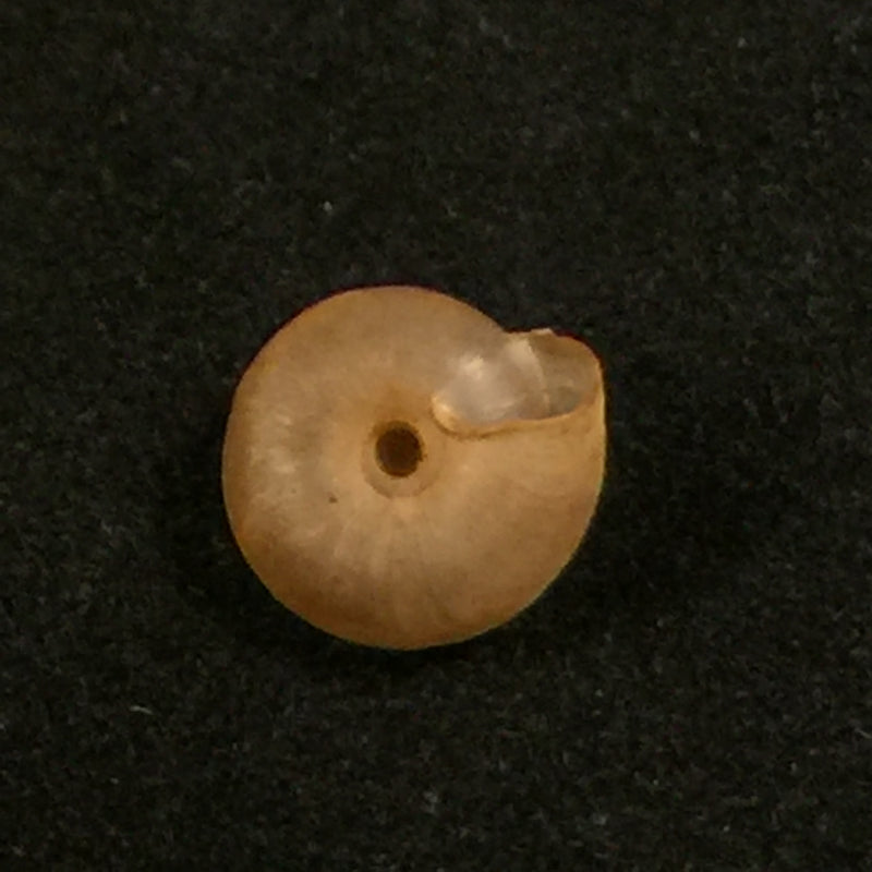 Caracollina lenticula (Michaud, 1831) - 6,2mm