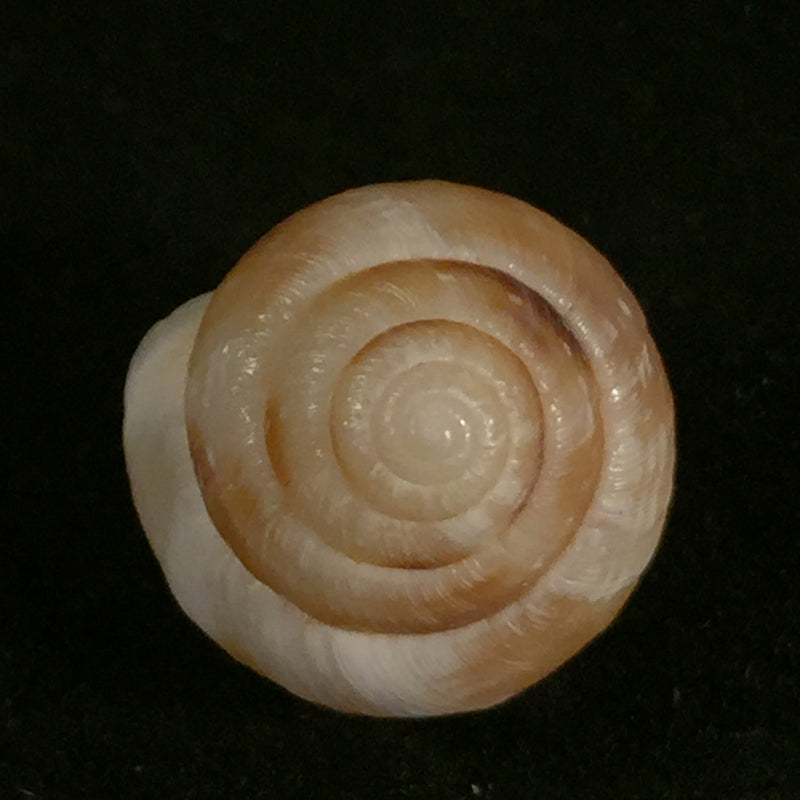 Helicella globuloidea (Terver,1839) - 15mm
