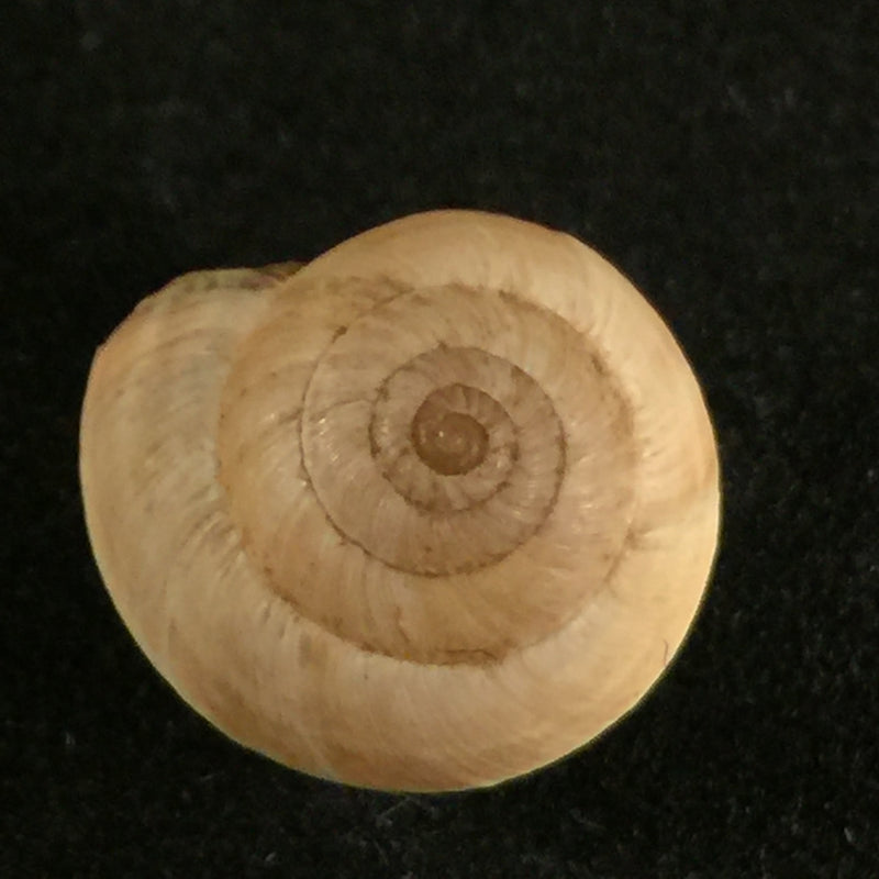 Helicella variabilis (Draparnauld,1801) - 12,9mm