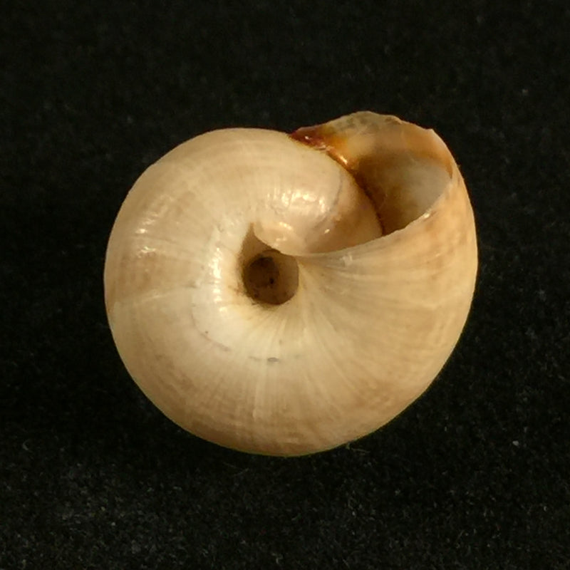 Helicella variabilis (Draparnauld,1801) - 12,9mm