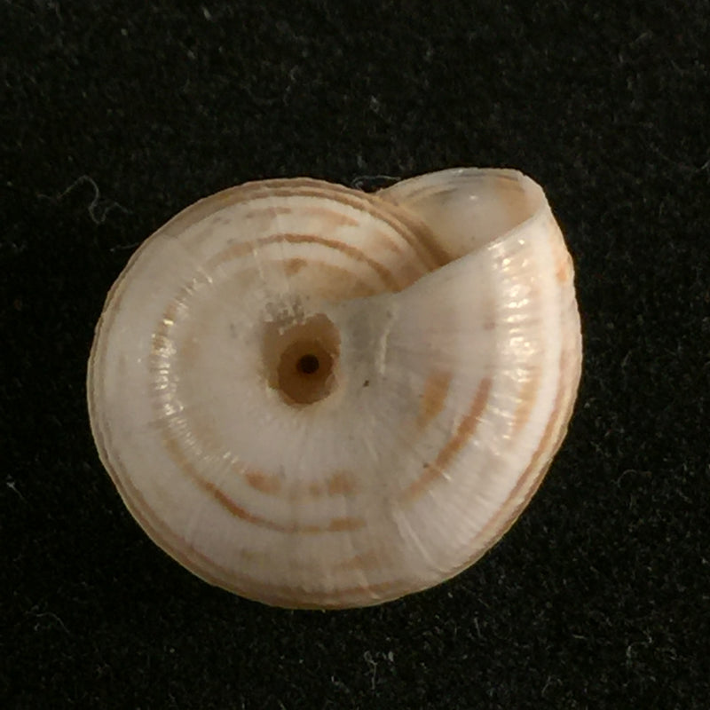 Helicella emmaea (Pallary,1901) - 12,2mm