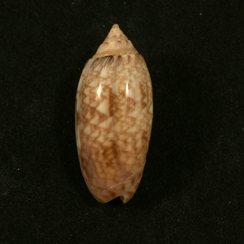 Oliva reticularis ernesti Petuch, 1990