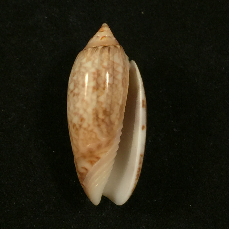Oliva reticularis ernesti Petuch, 1990