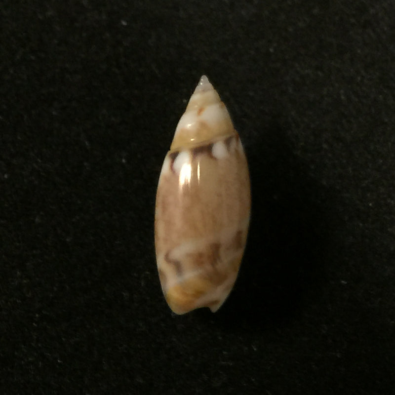 Olivella pulchella (Duclos, 1835) - 14,2mm