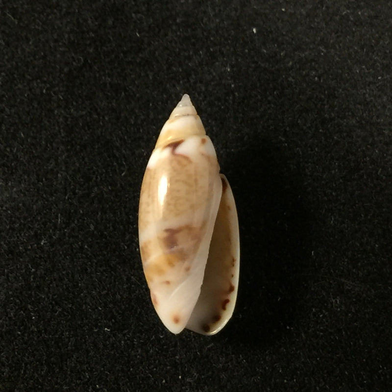 Olivella pulchella (Duclos, 1835) - 14,2mm