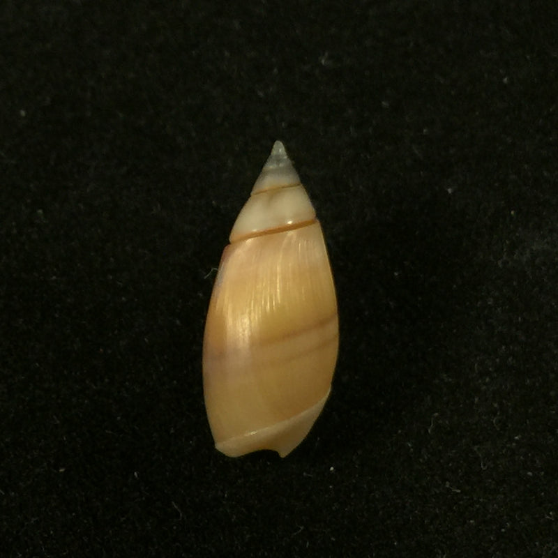 Olivella semistriata (Gray, 1839) - 14,5mm