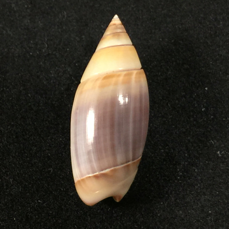 Olivella volutella (Lamarck, 1811)