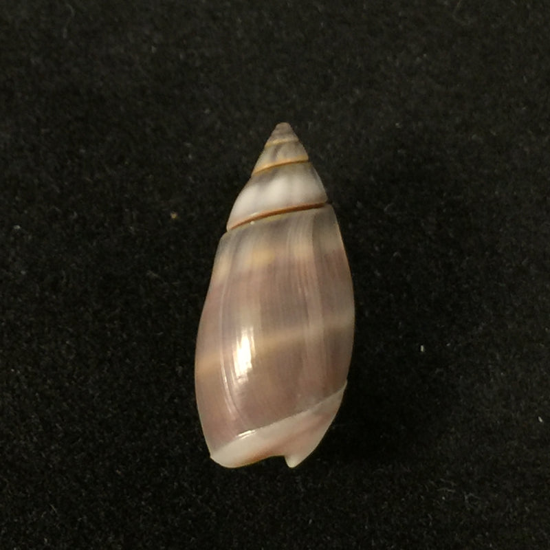 Callianax biplicata (G. B. Sowerby I, 1829) - 11,4mm