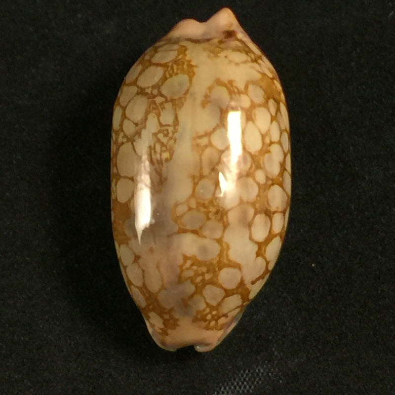 Mauritia scurra indica Gmelin, 1791