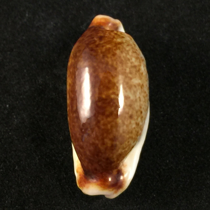 Erronea cylindrica (Born, 1778)