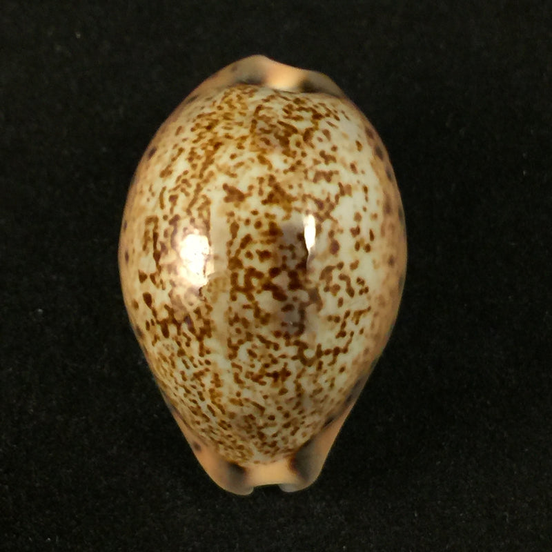 Pseudozonaria robertsi (Hidalgo, 1906)