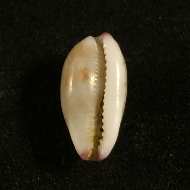 Purpuradusta fimbriata (Gmelin, 1791)