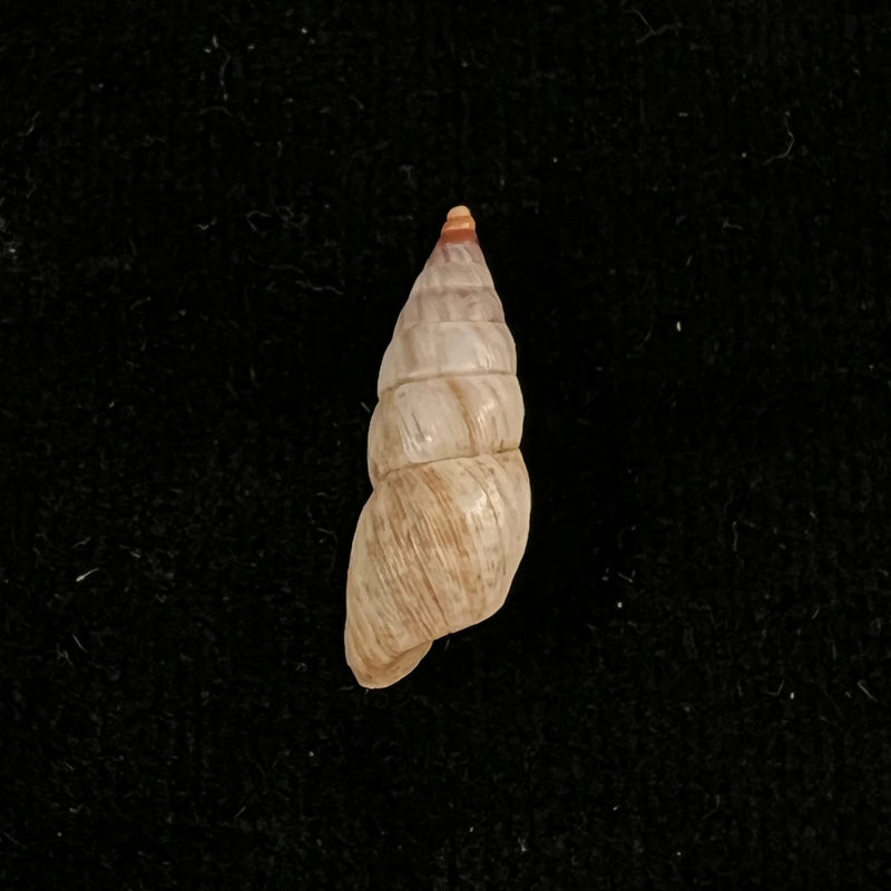 Bostryx umbilicatellus (Pilsbry, 1896) - 18,6mm