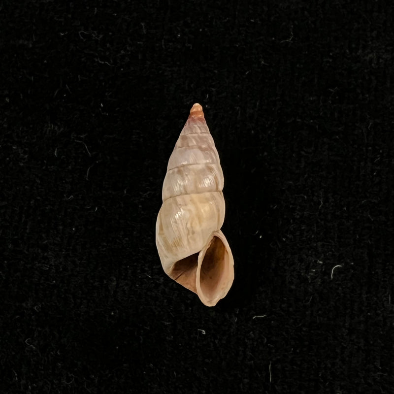 Bostryx umbilicatellus (Pilsbry, 1896) - 18,6mm
