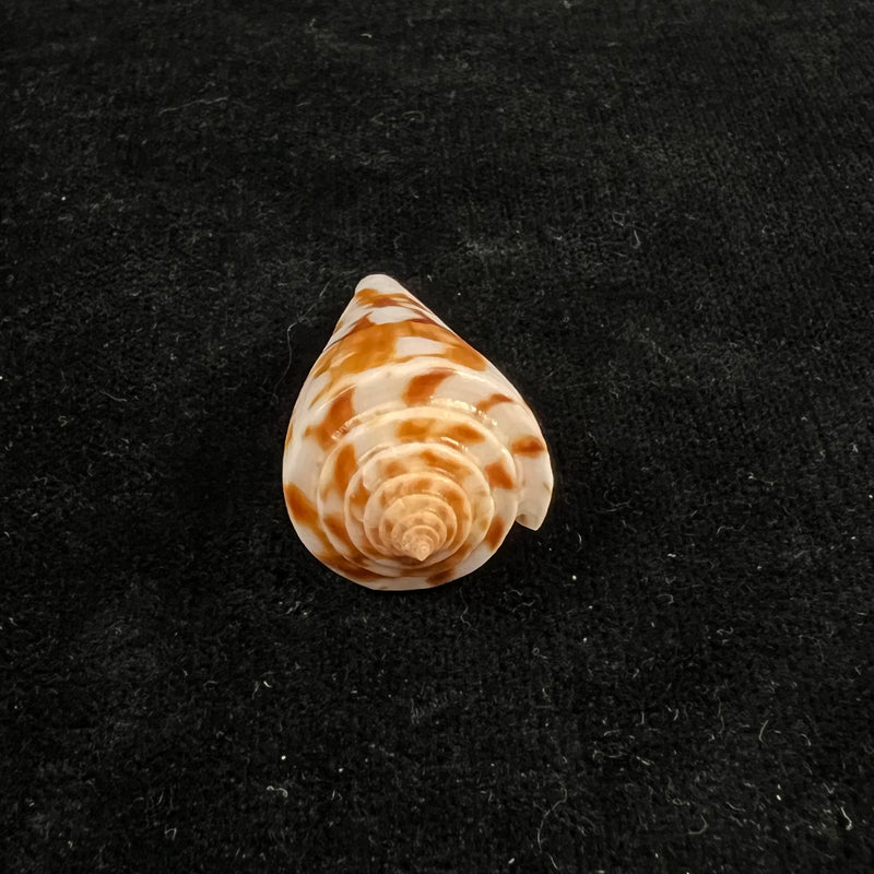 Conus poormani S. S. Berry, 1968 - 45,7mm