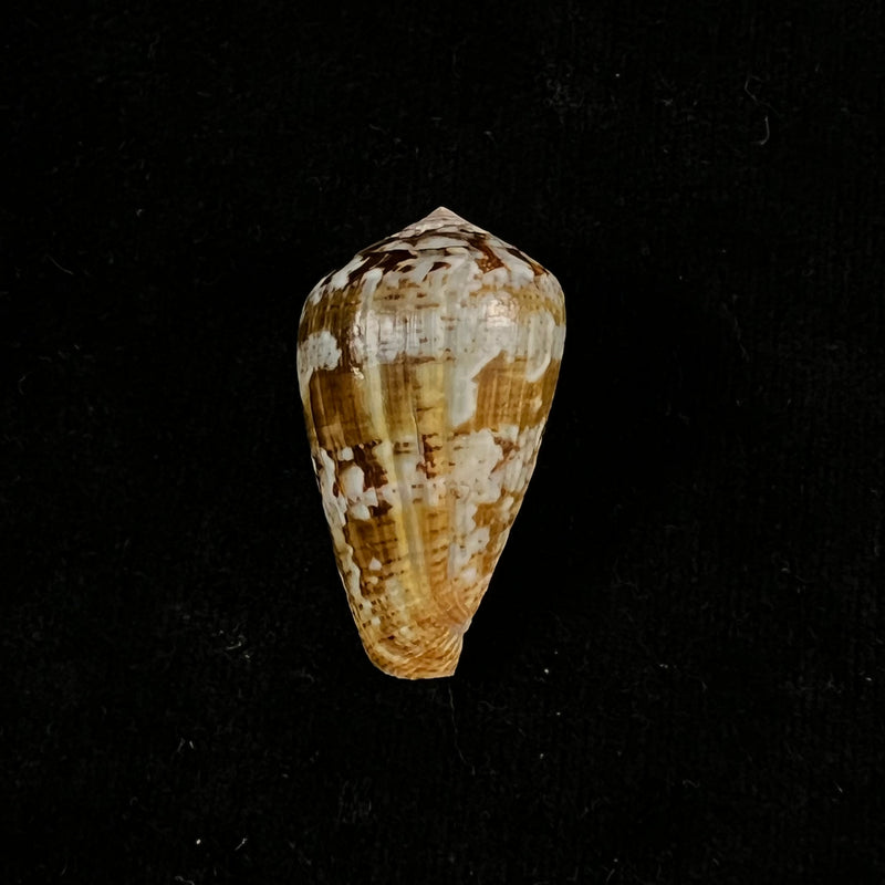 Conus saharicus (Petuch & Berschauer, 2016) - 33,5mm