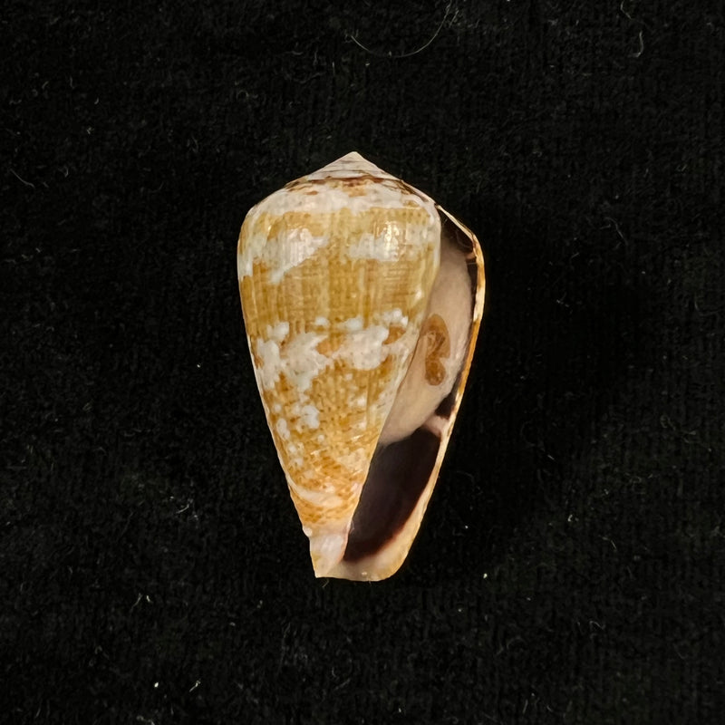 Conus saharicus (Petuch & Berschauer, 2016) - 33,5mm