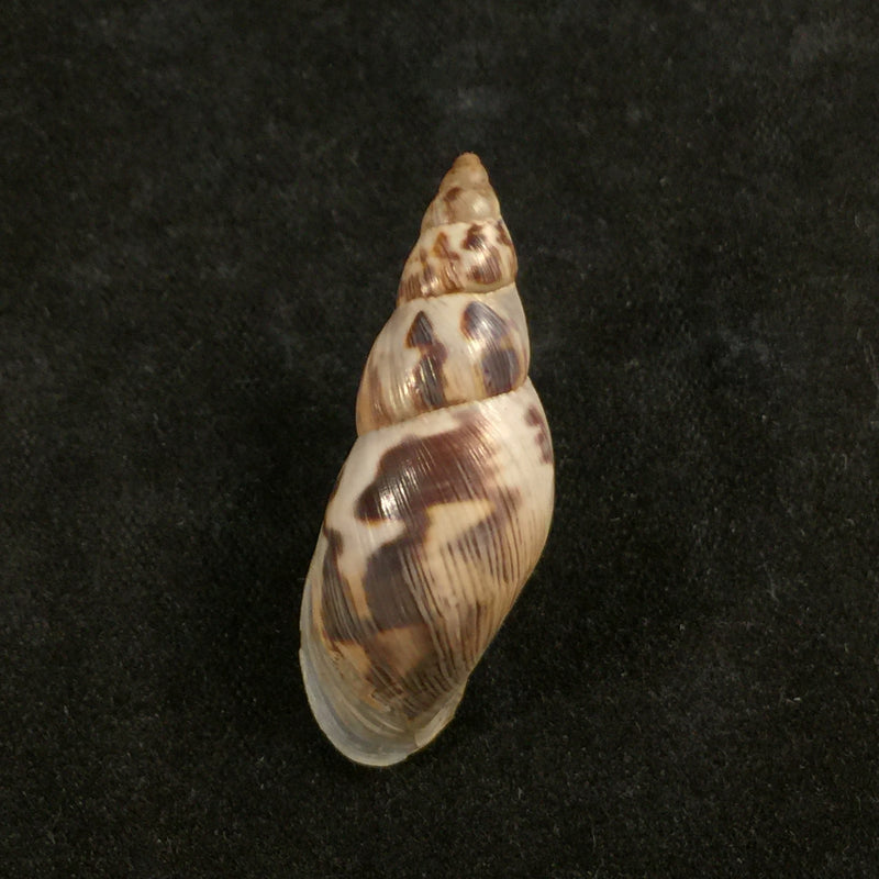 Drymaeus papyraceus (Mawe, 1823) - 32mm