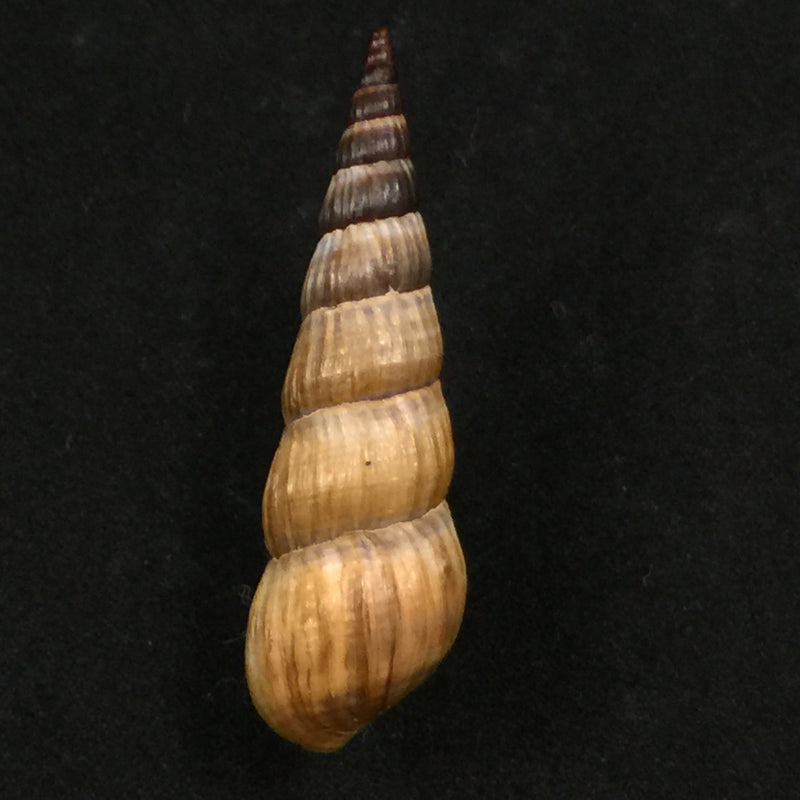 Melanoides dactylus (Lea, 1850)