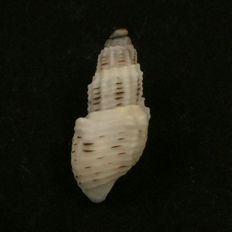 Aylacostoma tuberculata Wagner, 1827 - 29,9mm