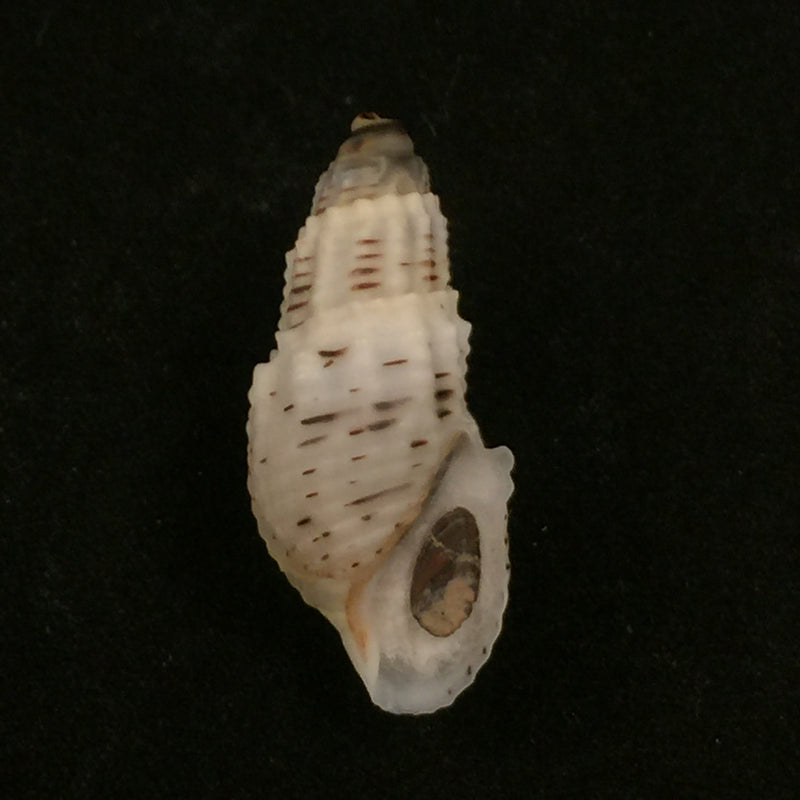 Aylacostoma tuberculata Wagner, 1827 - 29,9mm