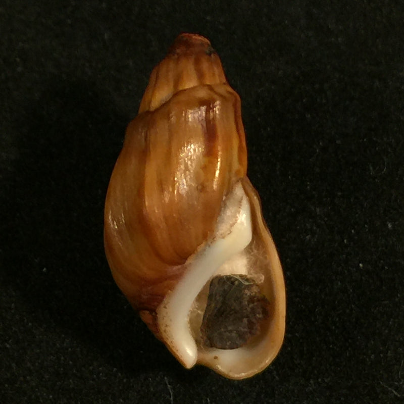 Melanopsis amabilis (Pallary, 1927) - 23mm