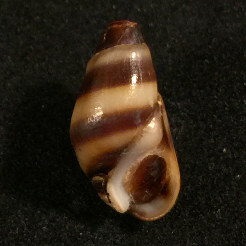 Melanopsis torquilla Pallary, 1920 - 14mm