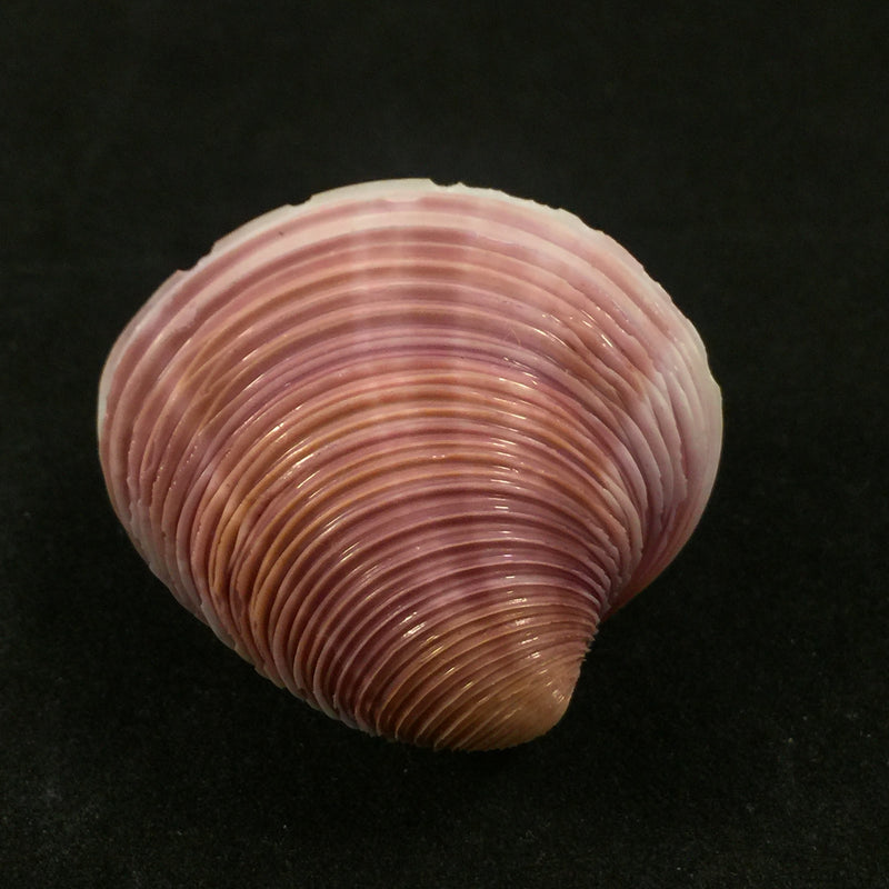 Lamelliconcha circinatus (Born, 1778) - 38,1mm