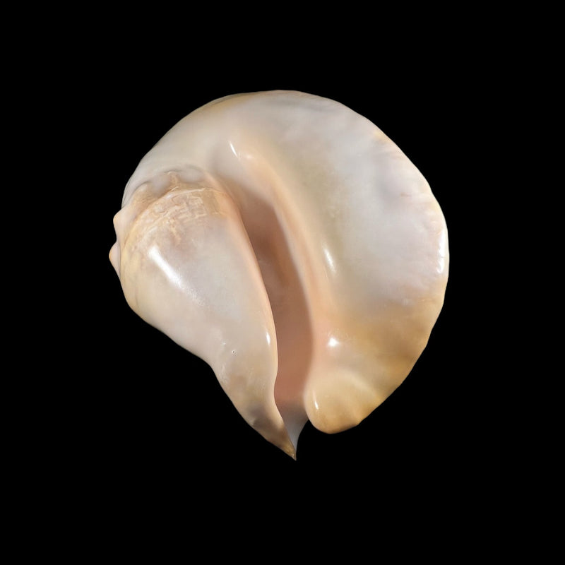 Titanostrombus goliath (Schröter, 1805) - 299,1mm